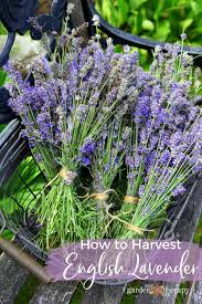 Free printable of 10 facts kids should know in spanish or english. How To Harvest Lavender Plants For Recipes And Crafts Garden Therapy