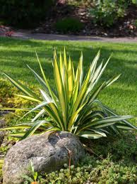 Maybe you would like to learn more about one of these? Yucca Filamentosa Colour Guard