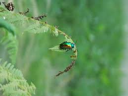 Image result for Chrysochloa hubbardiana