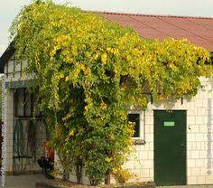 Celastrus scandens and celastrus orbiculatus: 14 Celastrus Ideas Bittersweet Plants Vines