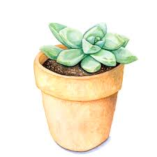 Las distintas plagas de cactus y suculentas suelen afectar nuestras plantas y llevarlas al deterioro muy rápido, por ello conocer cada una de ellas y aprender como identificarlo mencionamos las típicas enfermedades y plagas de cactus y suculentas, para que lo tengas en cuenta y la combatas a tiempo. 220 Ideas De Suculentas Pintura De Cactus Cactus Dibujo Suculentas