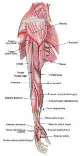 muscles of the arm diagram kol anatomisi kas sistemi kol kaslari