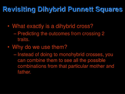 A dihybrid cross is a larger punnett square with 16 possible combinations instead of 4. Ppt Revisiting Dihybrid Punnett Squares Powerpoint Presentation Free Download Id 3214441