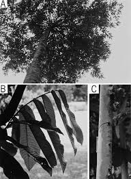 Image result for Lettowianthus stellatus