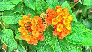 Simple Living In Nancy Lantana Camara Or Bunga Tahi Ayam