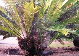 Image result for Encephalartos gratus