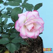 Rasa cinta yang ada dalam dirinya adalah cinta sejati dan sesuci ros putih itu. Bunga Mawar Baby Rambat Warna Merah Putih Shopee Indonesia