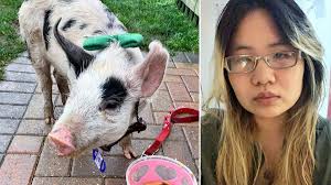 Alicia Day gets cold shoulder of pork from rescued pig Jixy Pixy
