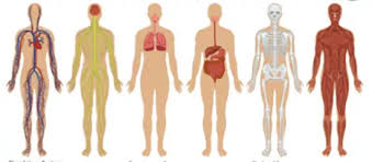 Maybe you would like to learn more about one of these? Cuerpo Humano Para Ninos Aprender A Conocer Nuestro Cuerpo Mi Bebe Y Yo