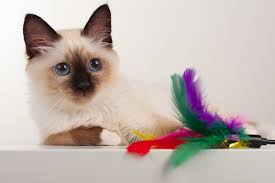 This page contains affiliate links. 4 Things To Know About Cats With Blue Eyes Catster