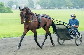 Marcus Melander betalade 3,1 miljoner för ettåring
