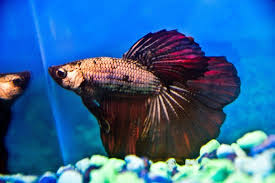 Dragon Scale Betta Metallic Body Fighting Fish With Purple Super Delta Tail Betta Dragon Scale Fish