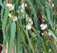 Image result for Eucalyptus camaldulensis