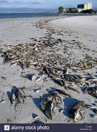 It is a common name for harmful algal blooms occurring along coastal regions, which are resulted from large concentrations of aquatic microorganisms, such as protozoans and unicellular algae (e.g. Tote Fische Getotet Von Red Tide Auf Longboat Key Beach Florida Usa Stockfotografie Alamy