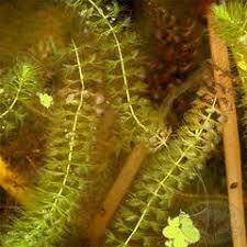 Image result for Aldrovanda vesiculosa