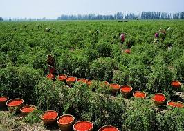 Imaginea poate fi definită ca ansamblul percepțiilor pe care un individ le are față de un tipuri de imagini. Goji Poate Fi Cultivat In GrÄdinÄ Sau Pe Balcon Hai SÄ Afli Cum Adela Parvu Interior Design Blogger