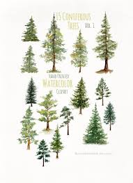 Watercolor Pine Trees Clipart Conifers Forest Art Watercolor Greenery Clipart Woodland Clip Art Hand Painted Watercolor Clipart In 2020 Pine Tree Art Pine Tree Painting Forest Art