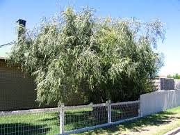 Image result for Agonis