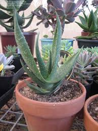 Image result for Aloe littoralis