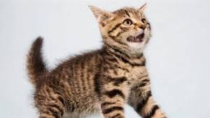Kedi Kas Titremesi Vetbilgi
