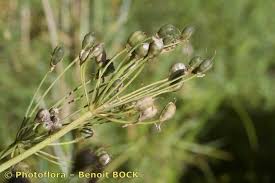 Image result for Nothoscordum borbonicum