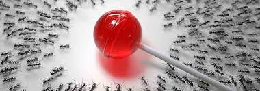 From roaches, ants, and spiders to more obscure invaders like stink bugs, active does it all. Sugar Ants In Portland Here S What To Do The Killers Pest Control