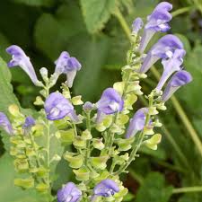 Image result for Scutellaria violascens