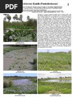 Image result for Plicosepalus amplexicaulis