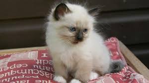 A cat of mystery and legend, the birman is a colorpointed cat with long silky hair and four pure white feet. Birman Price Personality Lifespan