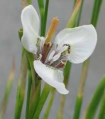 Image result for Moraea carsonii
