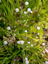 Image result for Eriocaulon deightonii