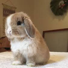 Sfia999 Cute Baby Bunnies Baby Animals Funny Pet Bunny