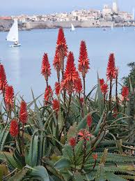 Image result for Aloe arborescens × inyangensis