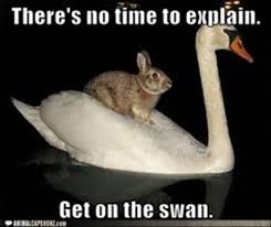 Attack Of The Funny Animals 30 Pics Funny Animal Pictures Funny Rabbit Funny Bunnies