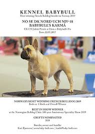 In every breeding we at empire french bulldogs selectively choose the best male french bulldog and the best female french bulldog to produce the best french bulldog puppies that will have great temperament, great conformation, and great health. Babybull S French Bulldog