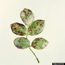 Maybe you would like to learn more about one of these? Black Spot On Roses Best Solutions For Black Spot On Roses