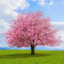 Use as a street tree or along walks. 1 Kwanzan Flowering Cherry Tree For Sale Online Ebay
