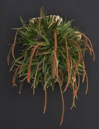 Image result for Oberonia