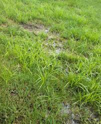 Has Your Lawn Sprinkler System Sprung A Leak Tristate Water Works