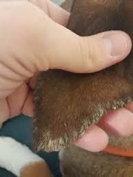 Image result for scabies dog ear
