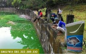 Umpan Pelet Ikan Nila Untuk Air Hijau Hijau Ikan Air Tawar Air