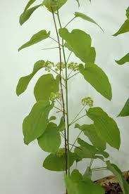 Image result for Smilax