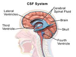 cerebrospinal fluid wikipedia