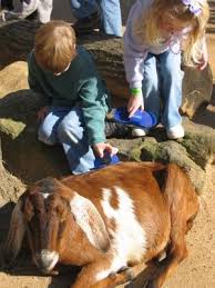 Our animals are great for all occasions, birthday parties, festivals, church events, grand openings, fundraisers, live nativities, libraries, schools, preschools, and company picnics. Petting Zoo Birthday Party Lovetoknow