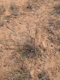 Image result for Schmidtia pappophoroides