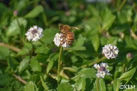 Image result for Phyla nodiflora