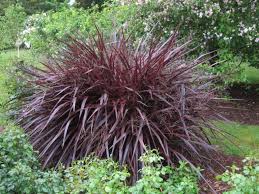 There are nine types of planets in new eden, though they do not appear with the same frequency. Pantone Marsala Plants To Grow In 2015 Slideshow Greenhouse Grower