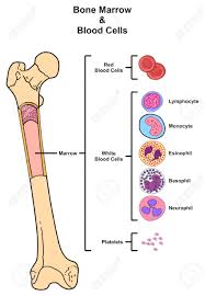 bone marrow infographic diagram including femur reproduction