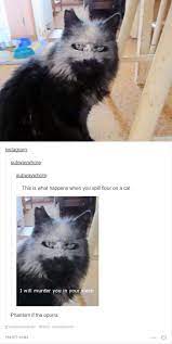 19 Hilarious Tumblr Posts About Cats That Are Way Too Funny To Miss Cutesypooh Cute Funny Animals Funny Cat Memes Cat Memes