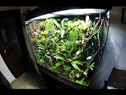 Paludarium Set Up Youtube